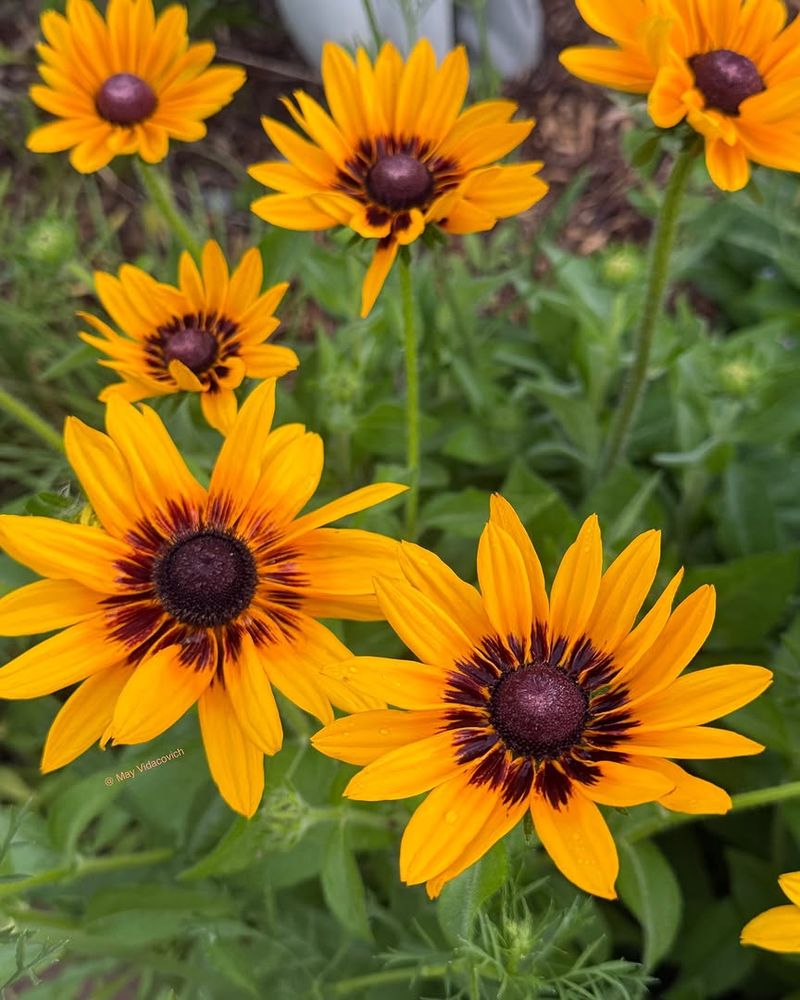 Black-Eyed Susan (Rudbeckia hirta)