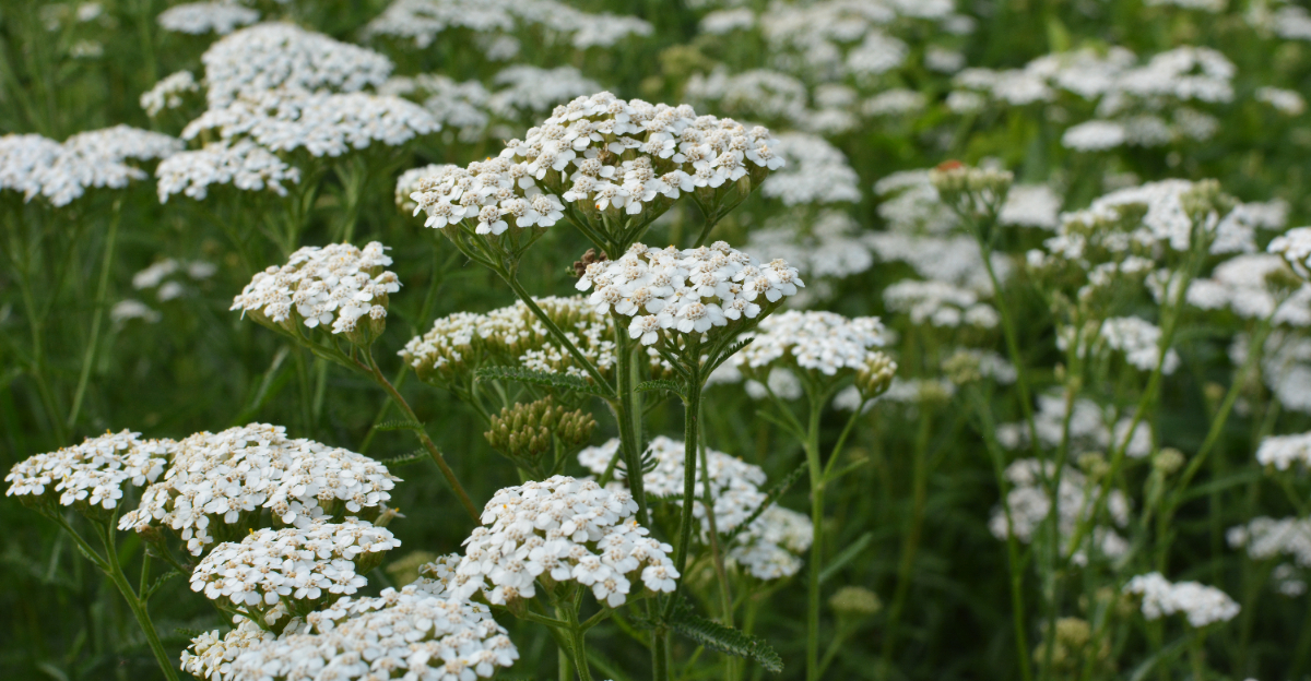 white yarrow