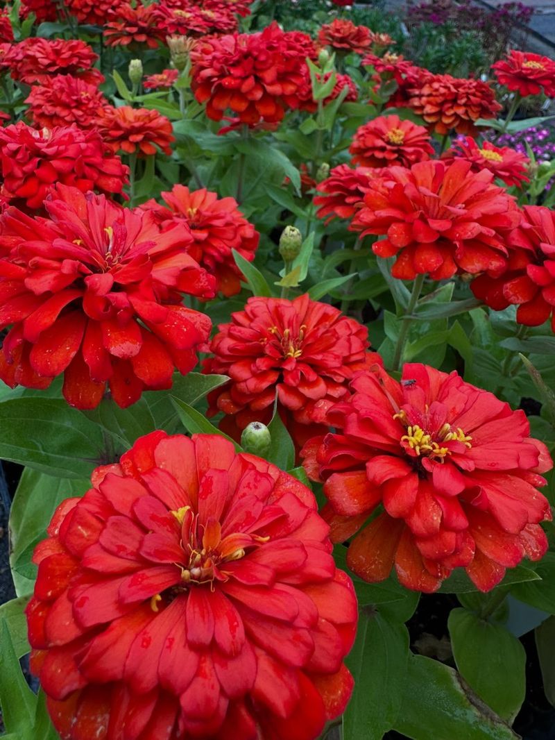 Zinnia (Zinnia elegans)