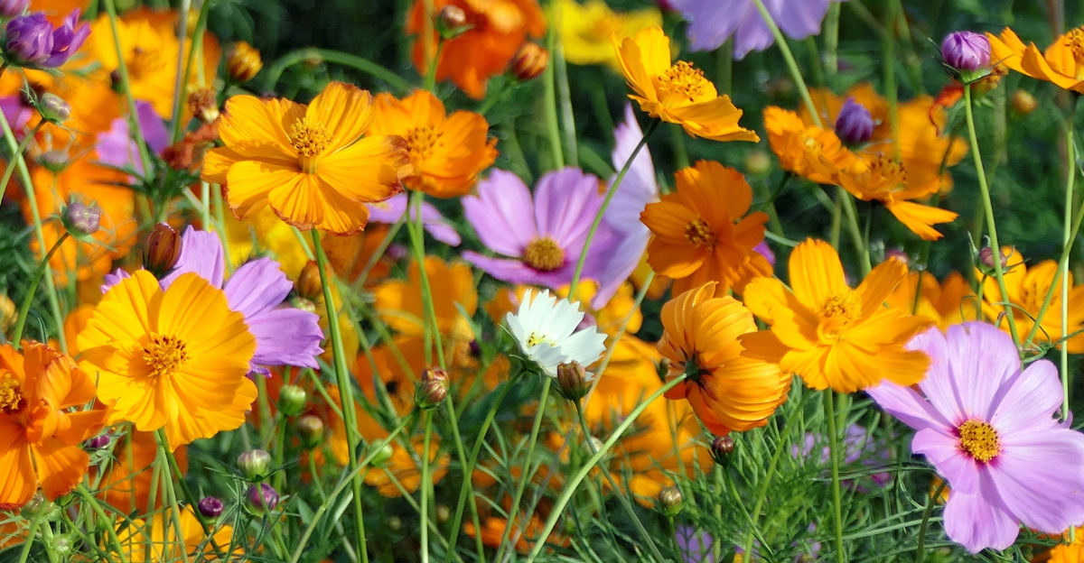 cosmos flowers
