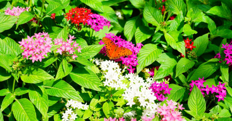 The Best Flowers To Plant In May For Summer Blooms In Texas