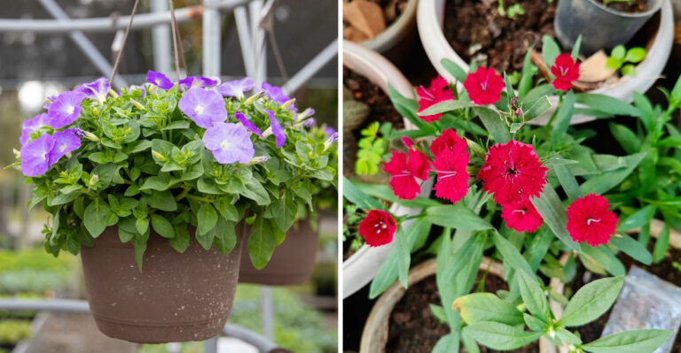 petunias and dianthus