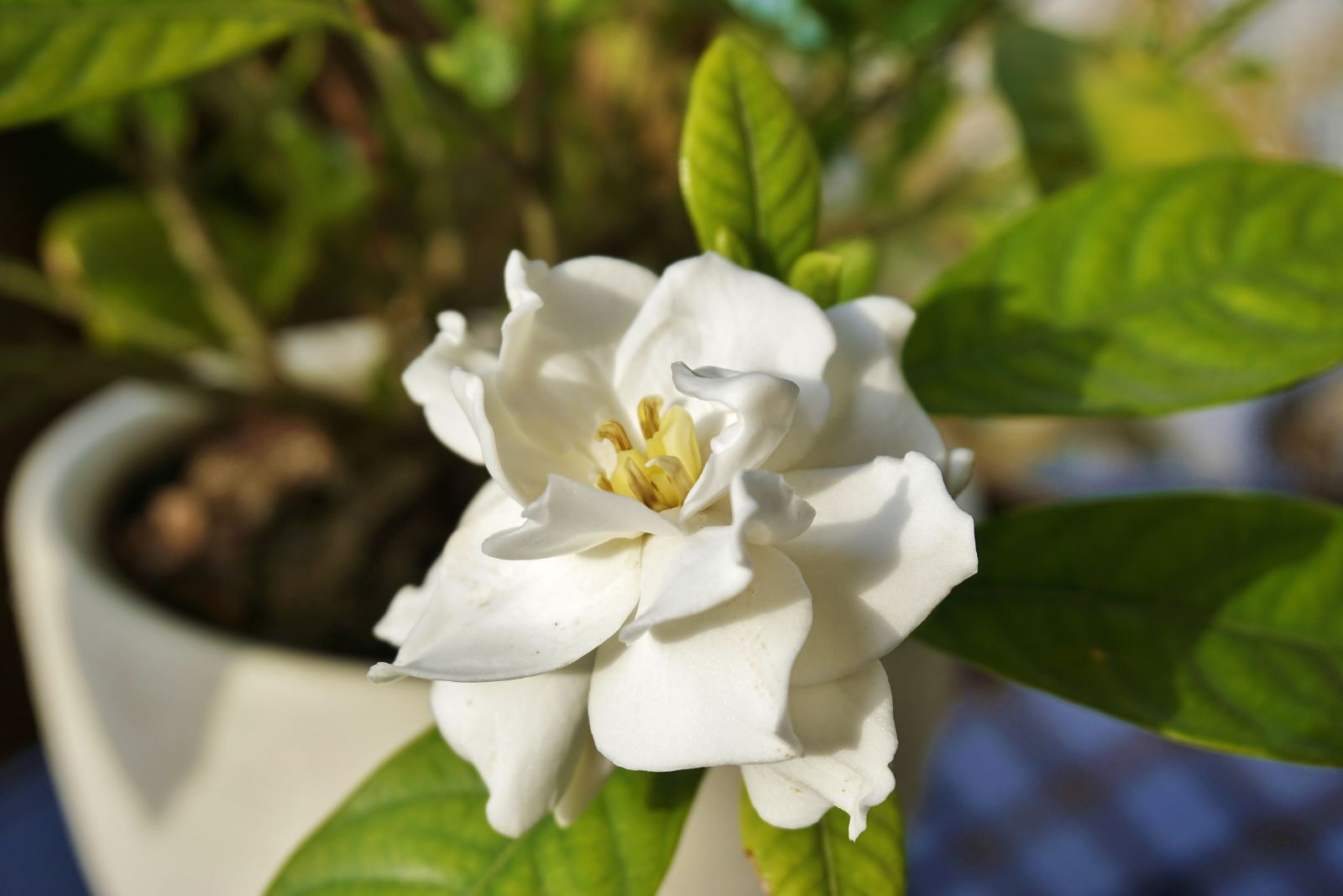 gardenia