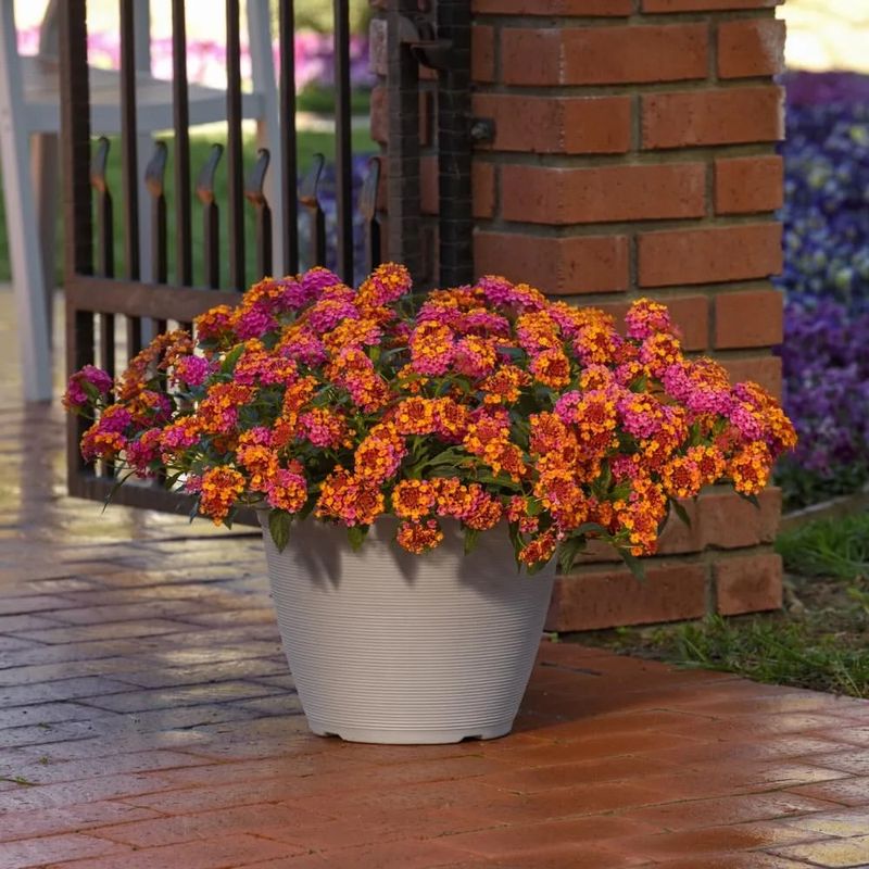 Lantana