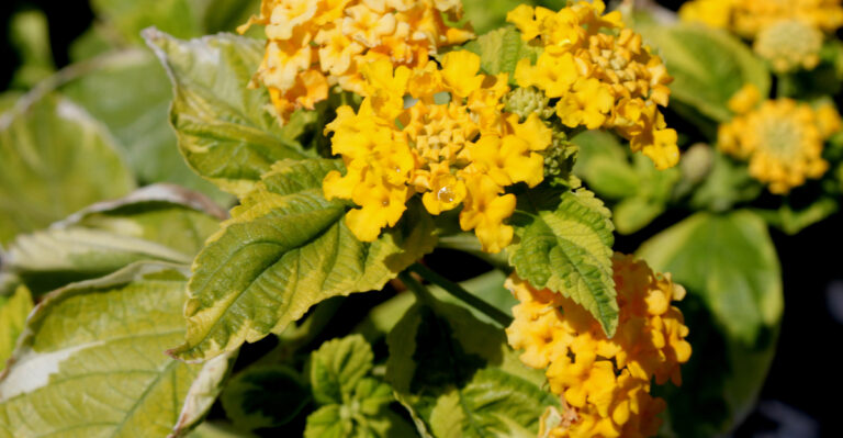 plant (featured image)