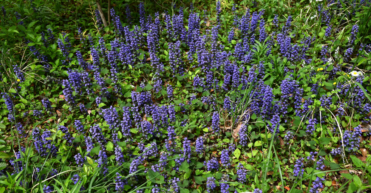 purple groundcover plant