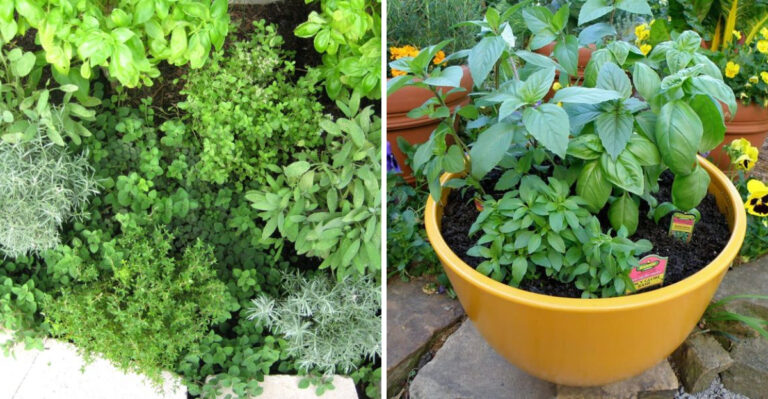 The Best Herb Pairings To Grow Together In Pots In North Carolina