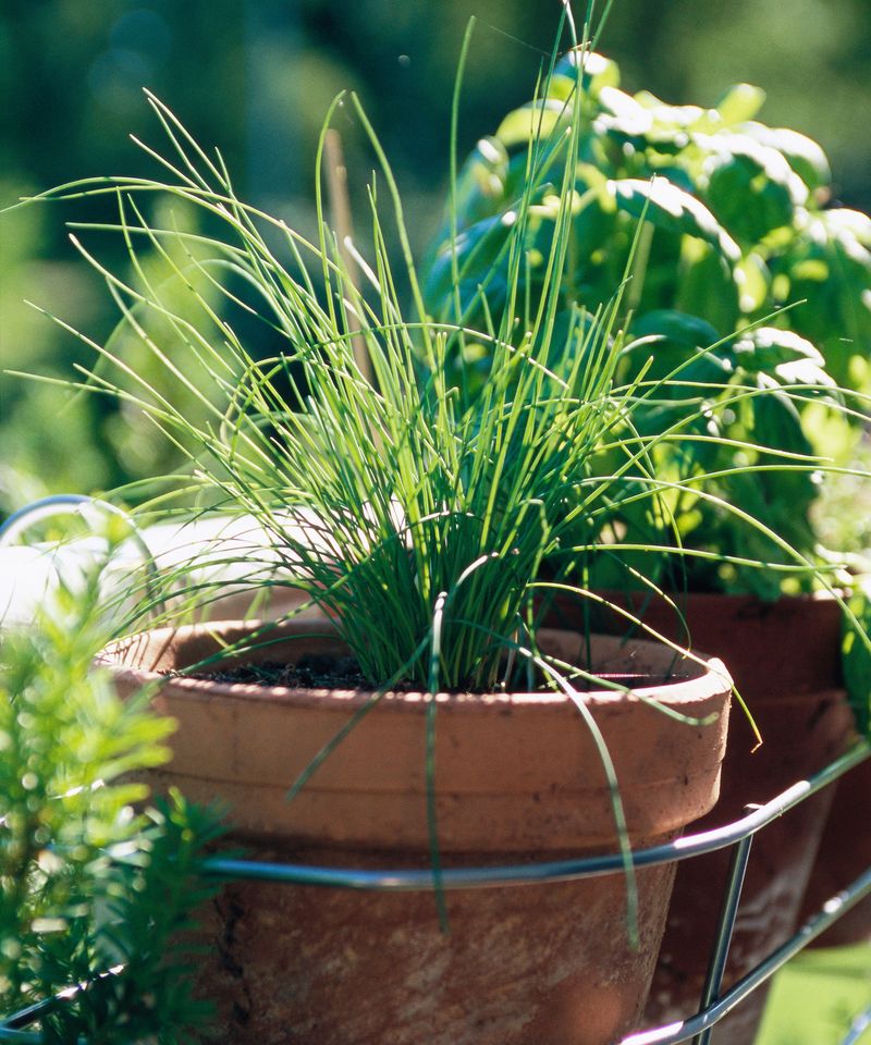 Grow Basil With Chives For A Summer Kitchen Pot