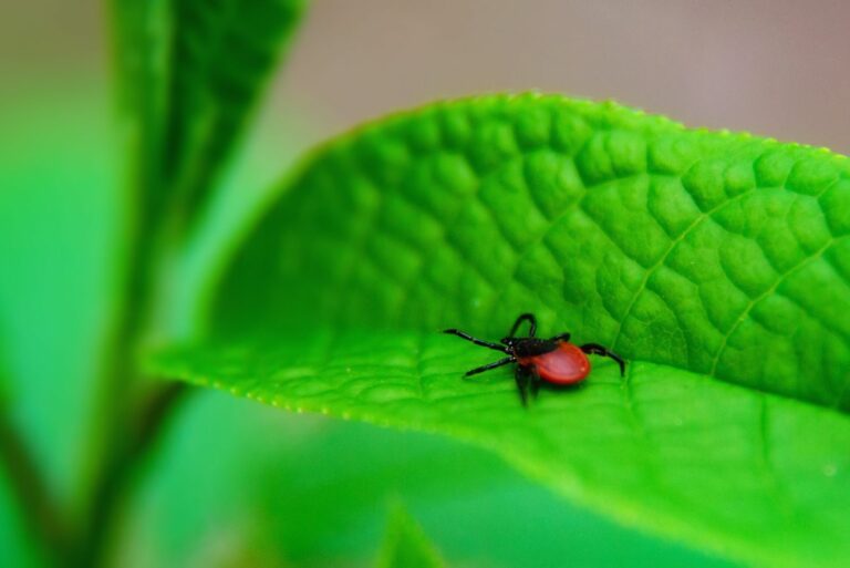 tick on leaf