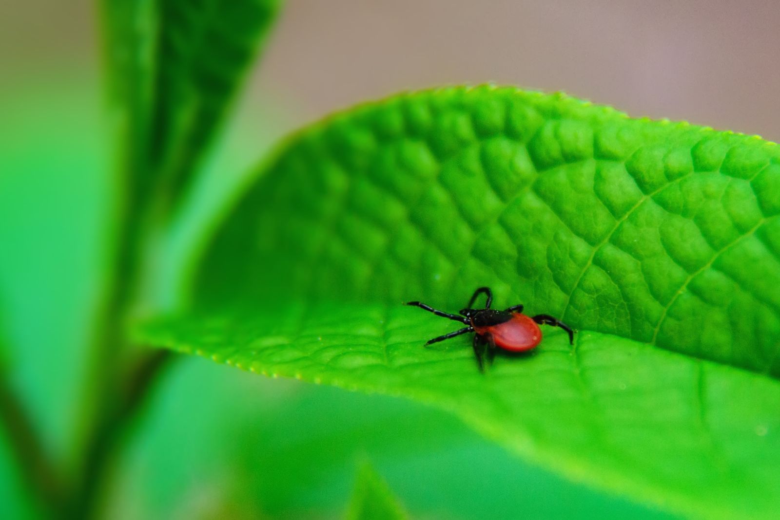 tick on leaf
