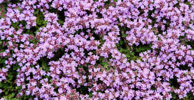 The Best Living Mulches For California Gardens That Dry Out Too Fast