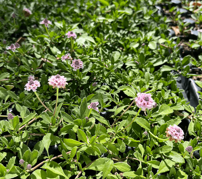 California Frogfruit Forms A Dense Groundcover