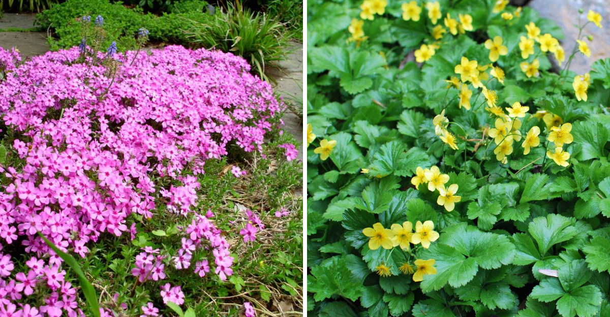 Creeping Phlox and Barren Strawberry