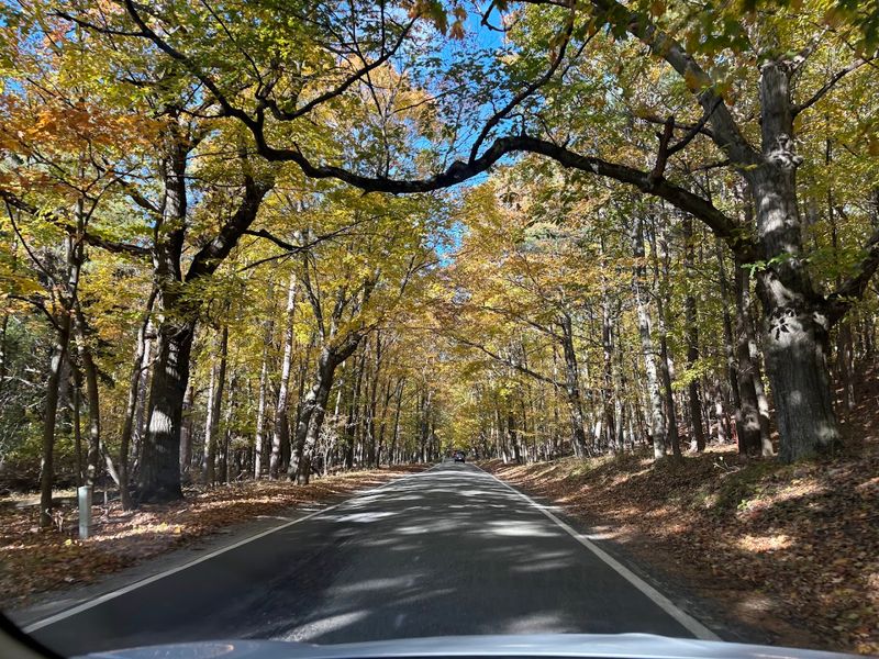 Tunnel Of Trees On M-119
