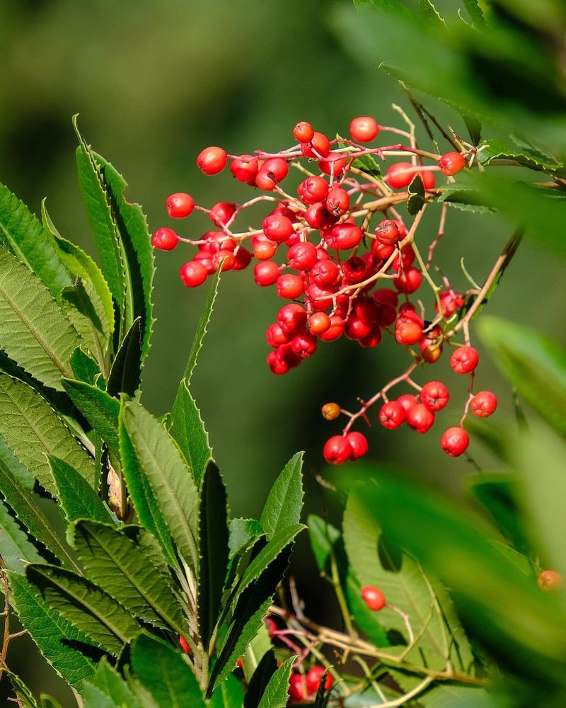 Toyon With Bright Berries And Structure