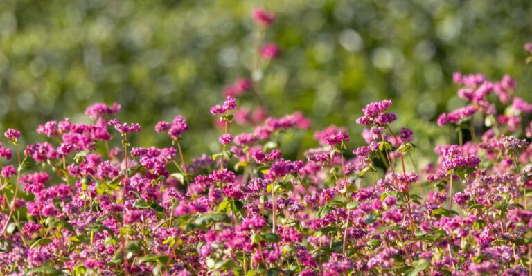 The Best Native California Plants For Small Front Yards