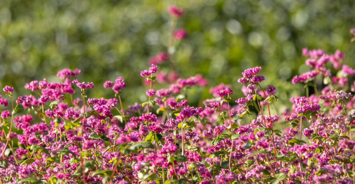 The Best Native California Plants For Small Front Yards