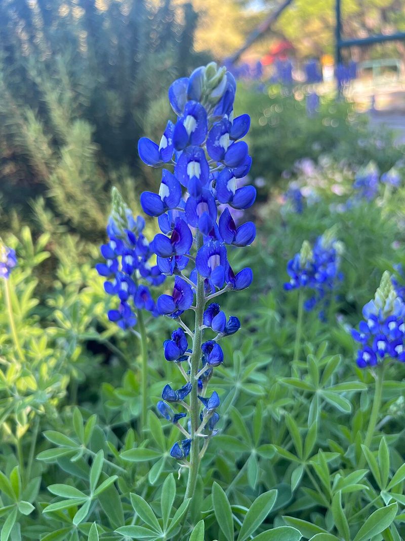 Bluebonnets Bring Iconic Texas Spring Color