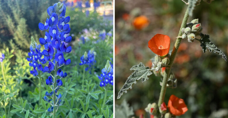 The Best Native Flowers To Plant In West Texas This Spring