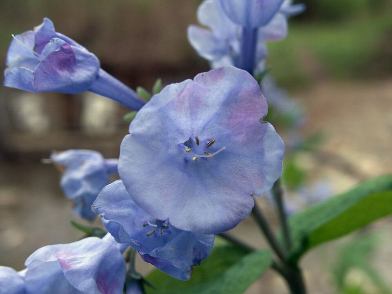 Virginia Bluebells Bring Early Color To Shady Spring Gardens