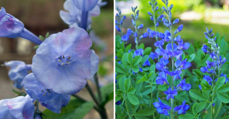 The Best Native Flowers To Plant In Western Pennsylvania This Spring
