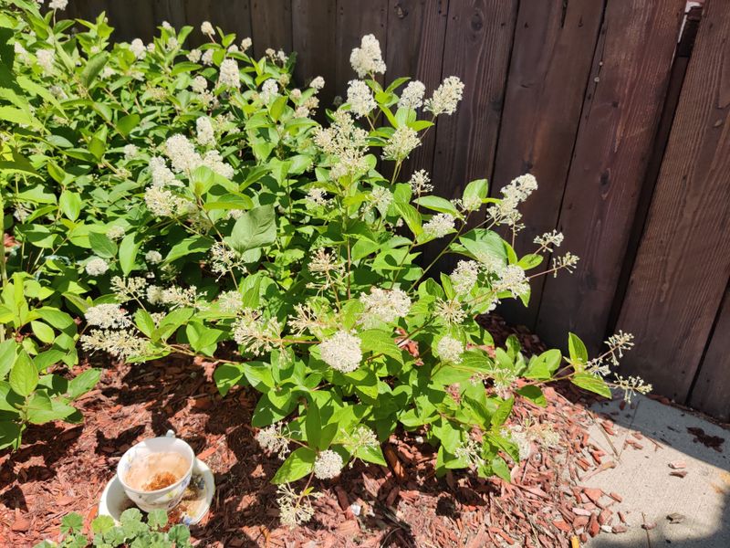 New Jersey Tea Stays Compact And Holds Its Shape