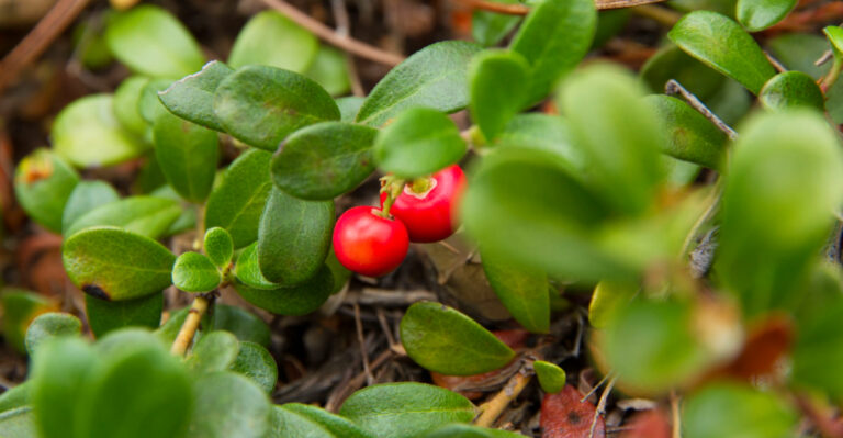 The Best Native Michigan Shrubs For Small Yards That Need Year-Round Structure