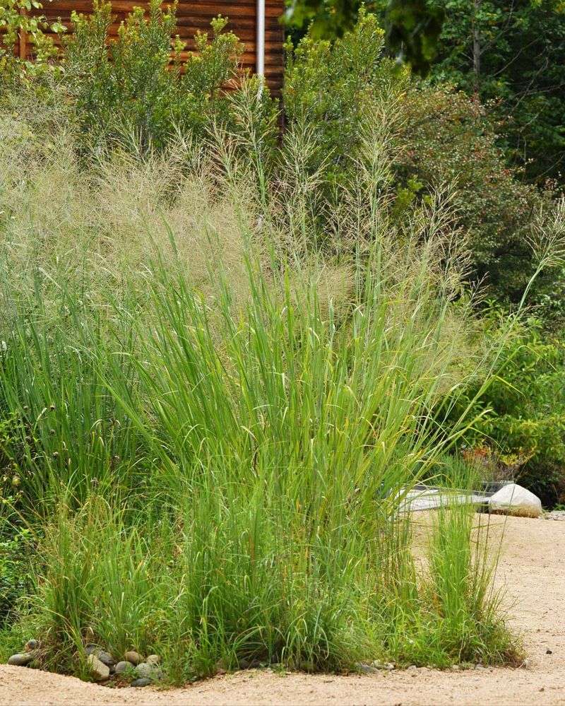 Switchgrass (Panicum virgatum)