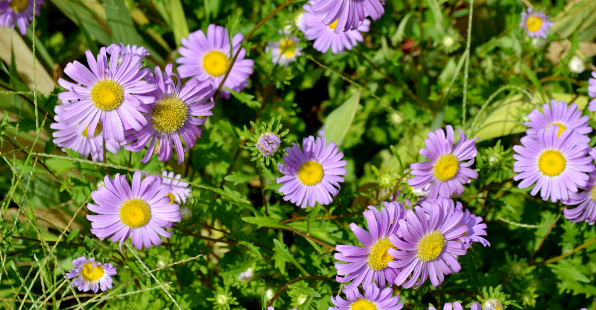 aromatic aster