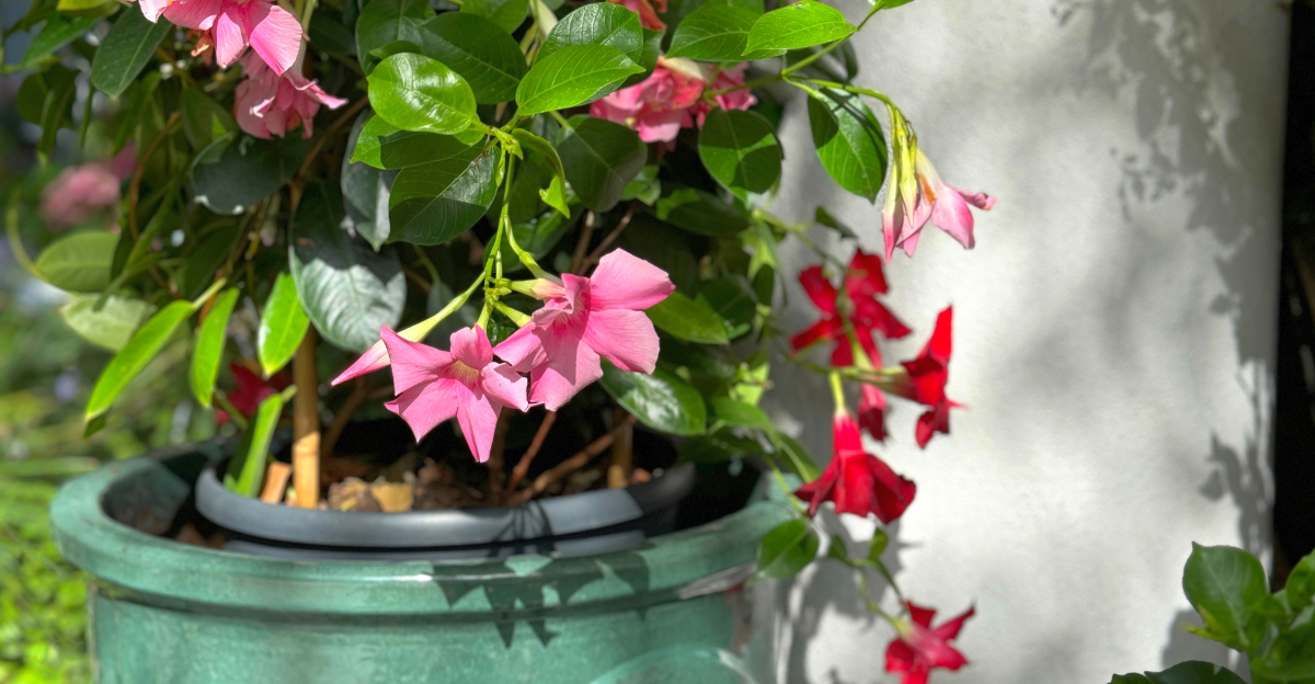 plant (featured image)