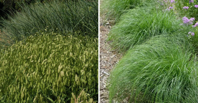 The Best Ornamental Grass Varieties North Carolina Gardeners Can Grow In Containers