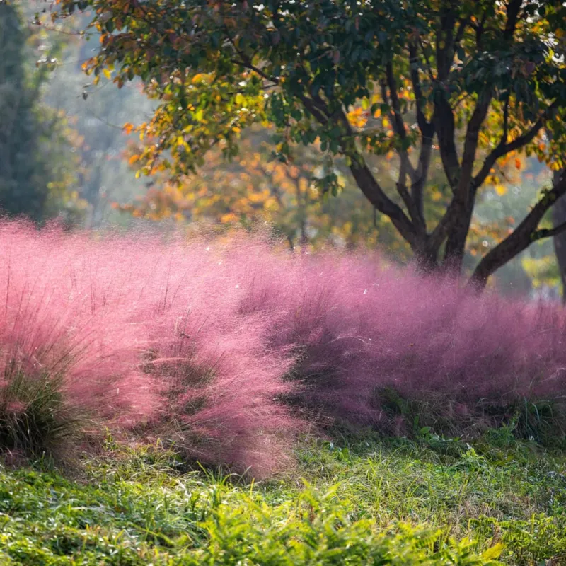 Pink Muhly Grass (Muhlenbergia capillaris)