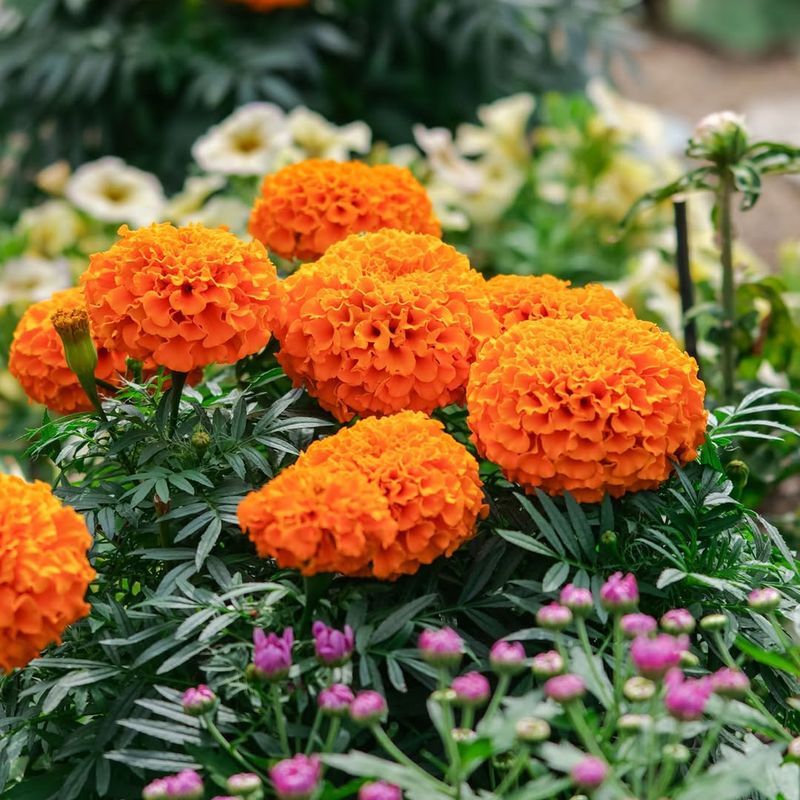 Marigolds 