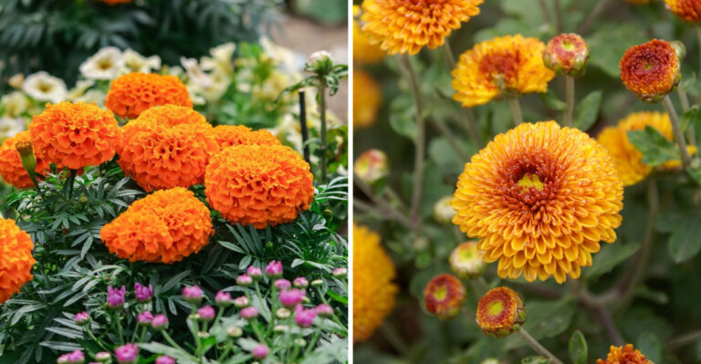 Marigolds and Chrysanthemums