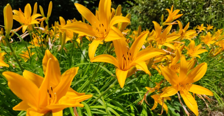 The Best Perennials To Plant In Central Pennsylvania Yards This Spring