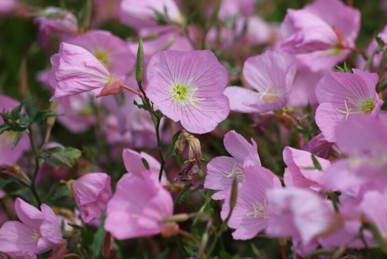 pink evening primrose