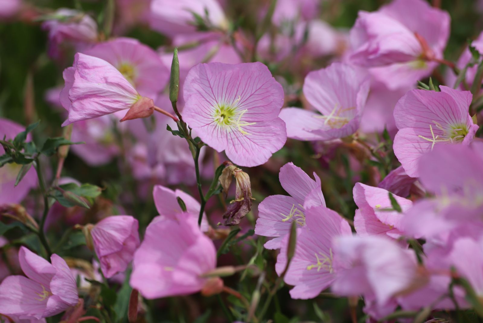 pink evening primrose