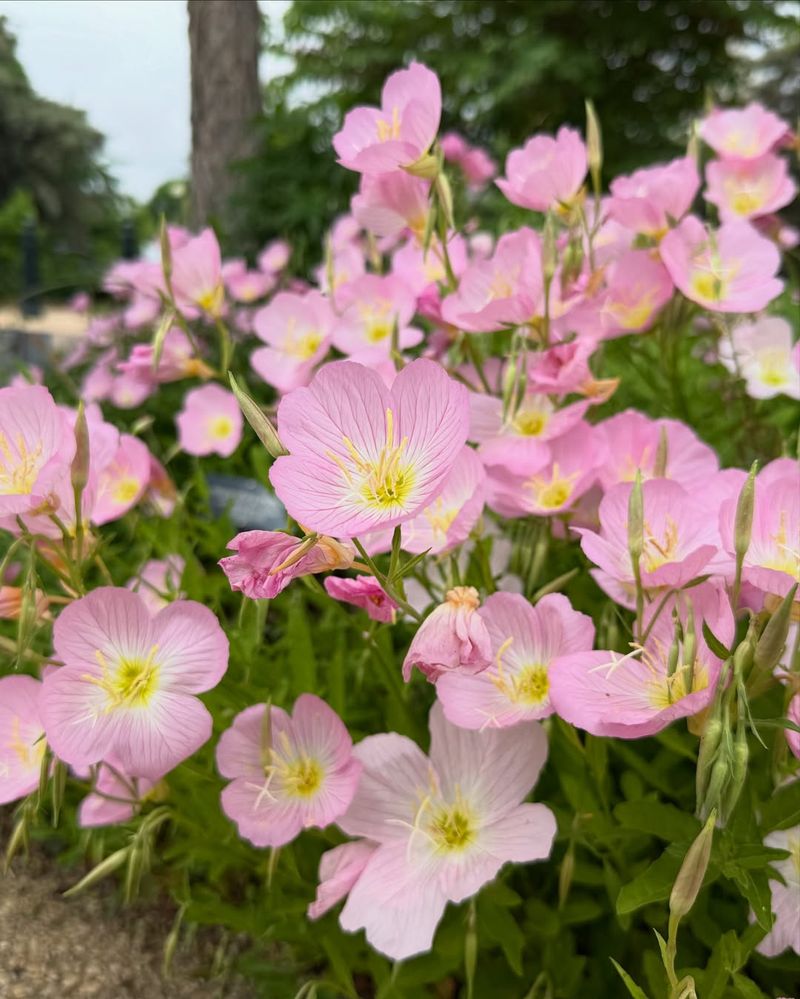 Pink Evening Primrose (Oenothera Speciosa)