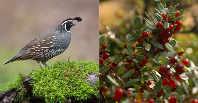 The Best Plants For Attracting California Quail To Your Yard