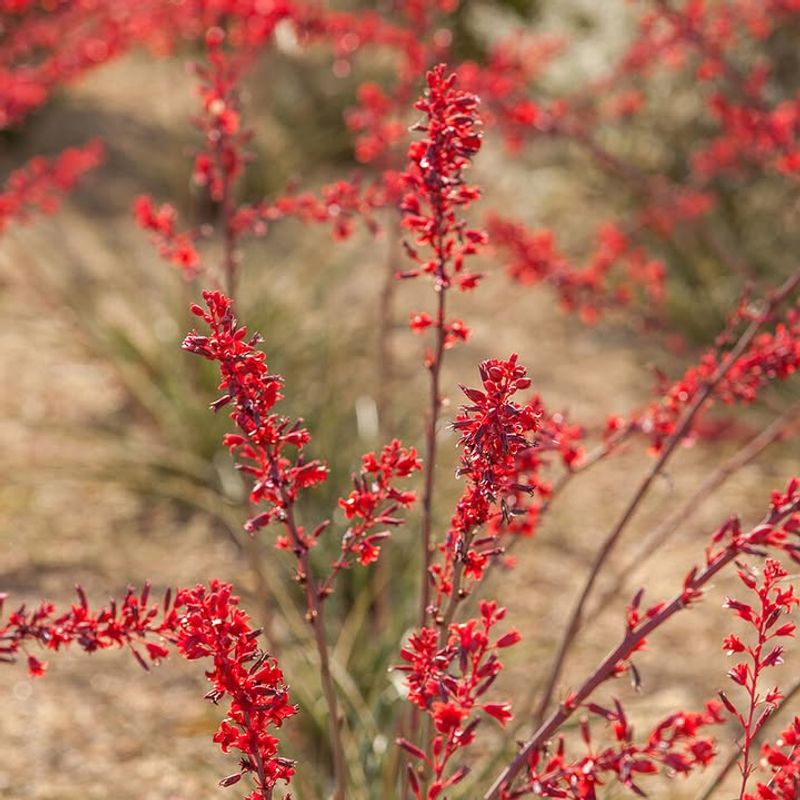 Red Yucca (Hesperaloe Parviflora)