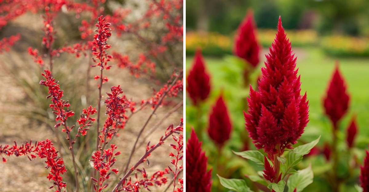 Red Yucca and Celosia