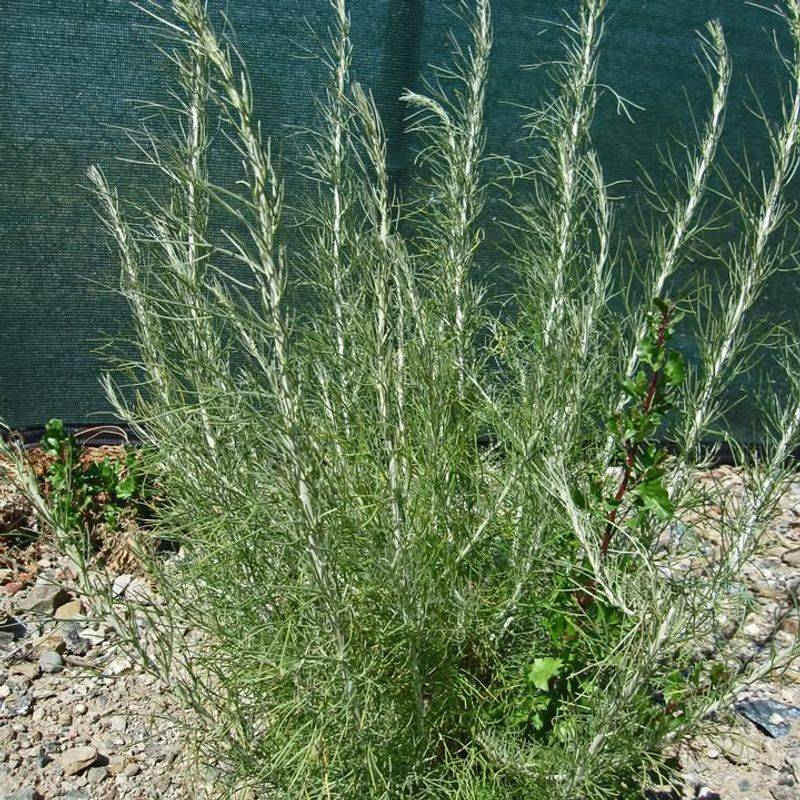 California Sagebrush With Its Soft Silvery Glow