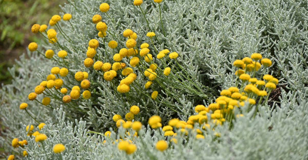 The Best Silver-Leaf Plants For Chic Low-Water California Gardens