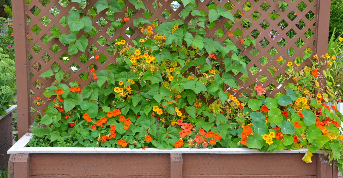 nasturtiums on trellis