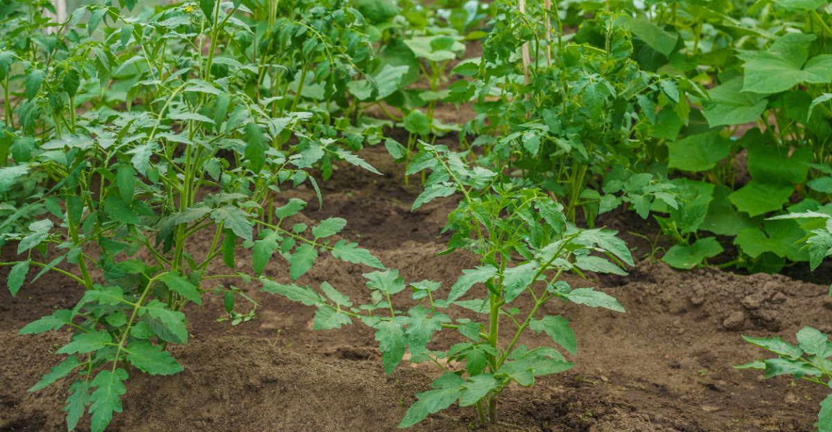 tomato plants
