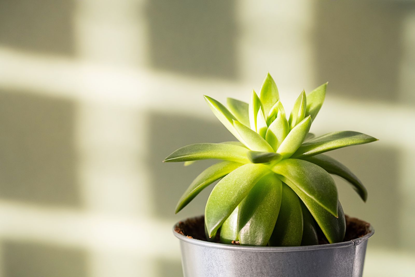 indoor succulent on sun