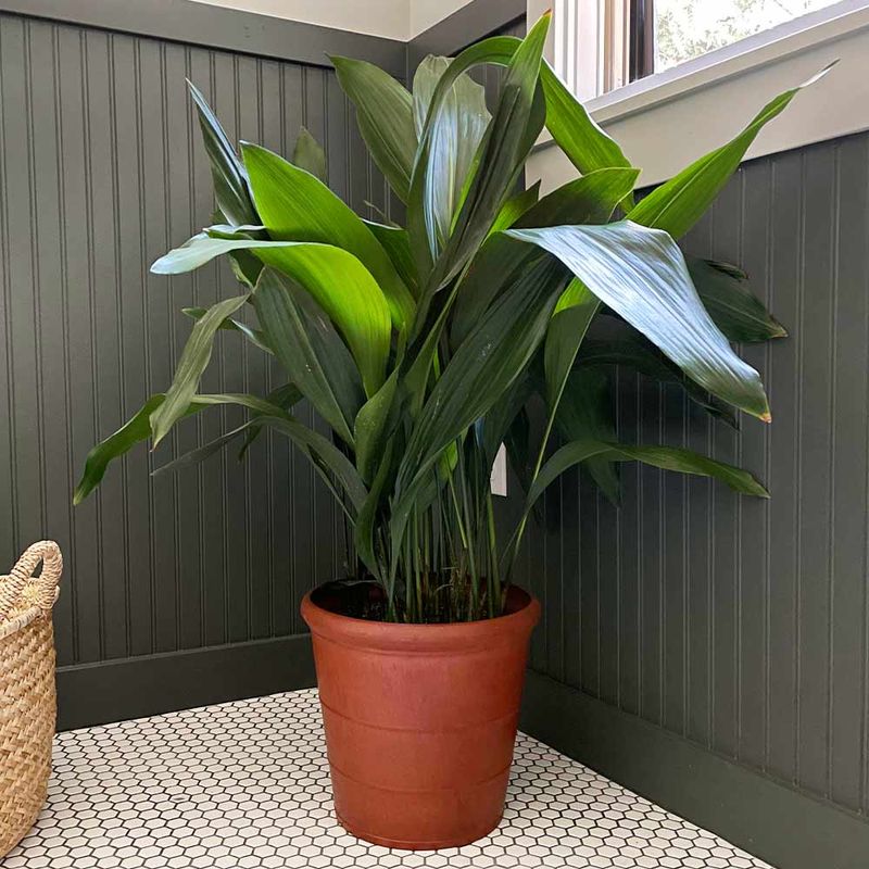 Cast Iron Plant Handles Deep Shade With Ease