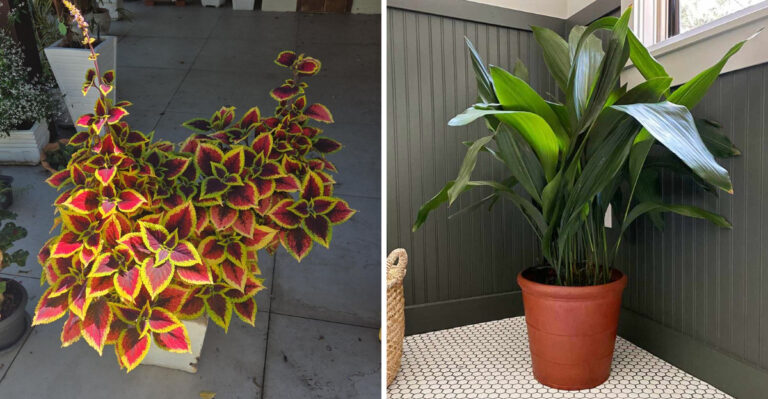 The Best Texas Container Plants For Covered Patios With Almost No Sun