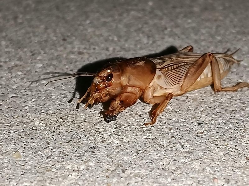 Biological Controls That UF/IFAS Recommends First