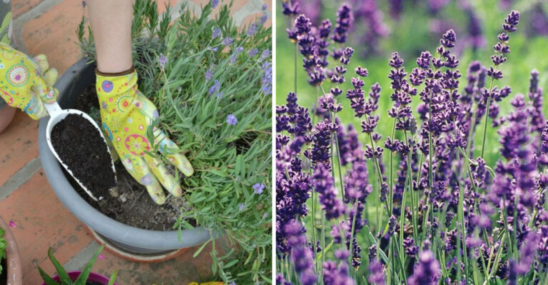 fertilize lavender